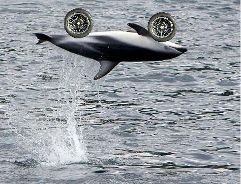 dolphins5rolla.jpg