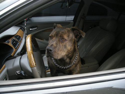 guarddog.jpg