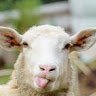 Sheepy